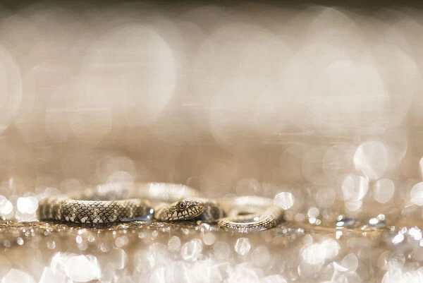 Dice Snake (Natrix tessellata) juvenile in shallow water backlit by sun causing light spots