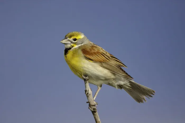 Framed Print : Dickcissel (Spiza americana) male, Missouri, USA Framed Print : Dickcissel (Spiza americana) male, Missouri, USA