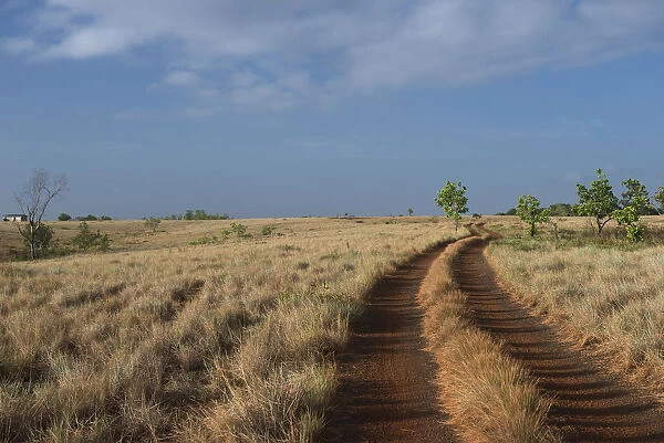 Dirt road on savanna, Rupununi, Guyana