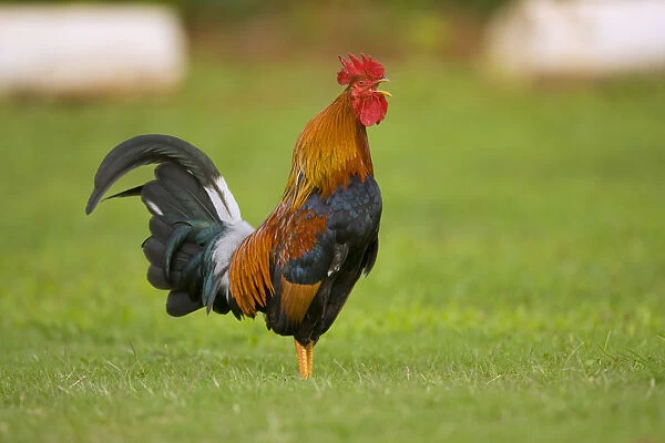 Domestic Chicken (Gallus domesticus) rooster calling, Kauai, Hawaii
