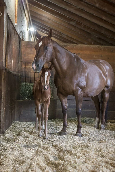 Domestic Horse (Equus caballus) mother and foal, Sonoma County, California