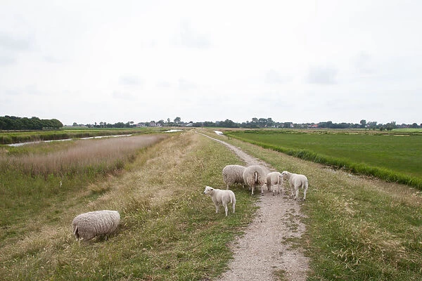 Domestic Sheep (Ovis aries) standing in agricultural landscape, Texel, Noord-Holland