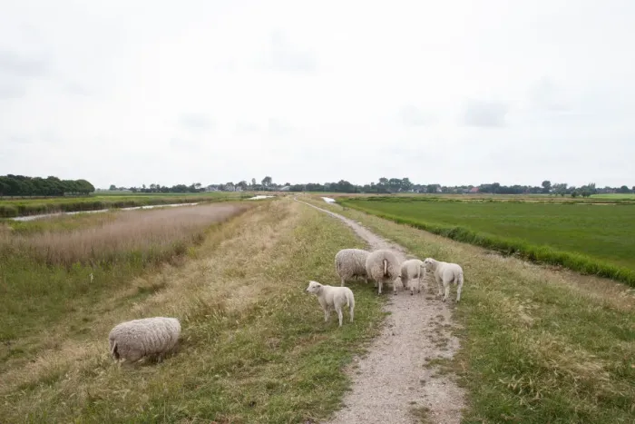 Framed Print : Domestic Sheep (Ovis aries) standing in agricultural landscape, Texel, Noord-Holland Framed Print : Domestic Sheep (Ovis aries) standing in agricultural landscape, Texel, Noord-Holland