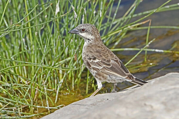 Donaldson Smiths Sparrow-Weaver (Plocepasser donaldsoni), Samburu, Kenya
