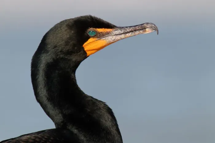 Framed Print : Double-crested Cormorant (Phalacrocorax auritus), Florida, USA Framed Print : Double-crested Cormorant (Phalacrocorax auritus), Florida, USA