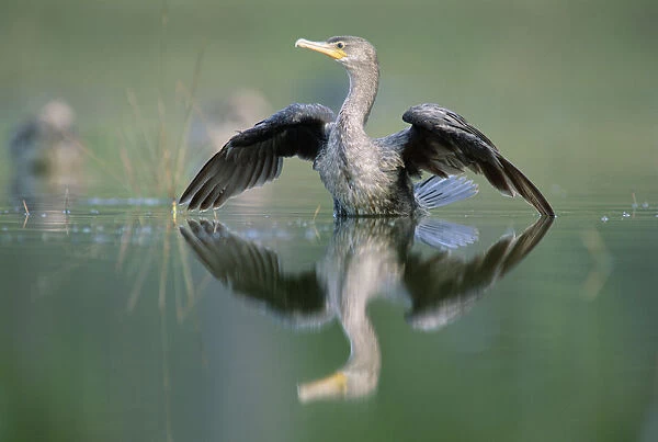 Double-crested Cormorant (Phalacrocorax auritus) stretching its wings, North America
