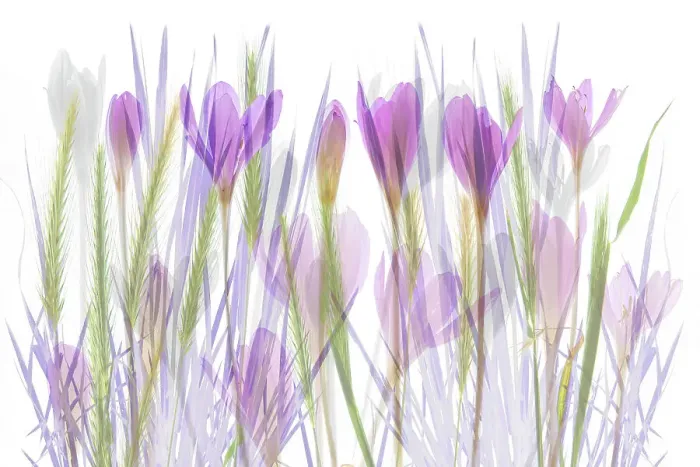 Framed Print : Double exposure of Autumn Crocus (Colchicum autumnale) flowers in high key, The Netherlands Framed Print : Double exposure of Autumn Crocus (Colchicum autumnale) flowers in high key, The Netherlands