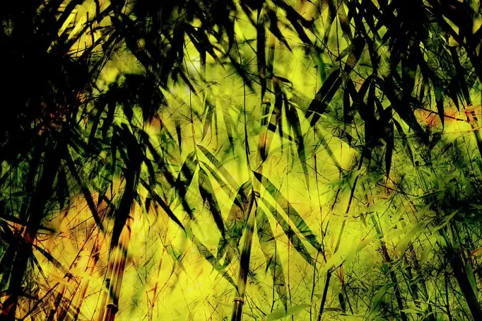 Framed Print : Double exposure of bamboo leaves and stalks, The Netherlands Framed Print : Double exposure of bamboo leaves and stalks, The Netherlands