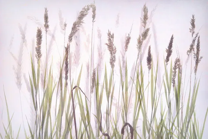 Framed Print : Double exposure of flowering grass in high key, The Netherlands Framed Print : Double exposure of flowering grass in high key, The Netherlands
