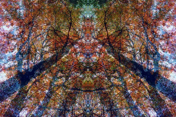 Framed Print : Double exposure of trees in a forest, Speulderbos, Gelderland, The Netherlands Framed Print : Double exposure of trees in a forest, Speulderbos, Gelderland, The Netherlands