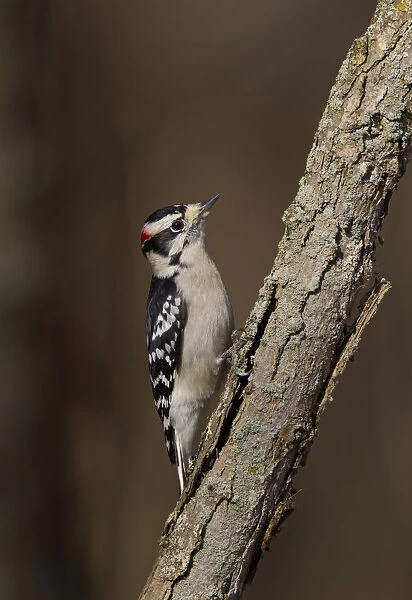 Downy Woodpecker (Dryobates pubescens) male, Ohio, USA