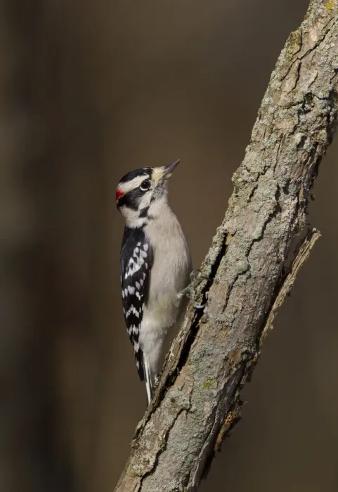 Framed Print : Downy Woodpecker (Dryobates pubescens) male, Ohio, USA