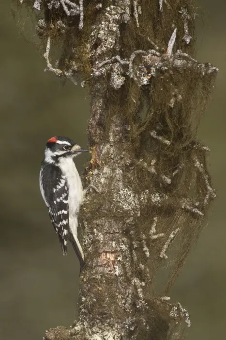 Framed Print : Downy Woodpecker (Dryobates pubescens) male, Alaska, USA Framed Print : Downy Woodpecker (Dryobates pubescens) male, Alaska, USA