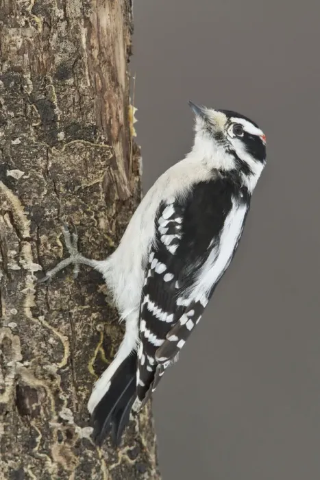 Framed Print : Downy Woodpecker (Dryobates pubescens) male, Ontario, Canada Framed Print : Downy Woodpecker (Dryobates pubescens) male, Ontario, Canada