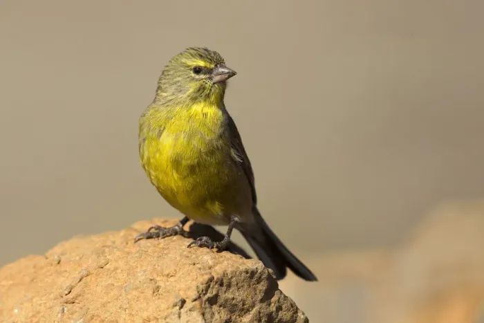 Framed Print : Drakensberg Siskin (Crithagra symonsi) male perched on a rock, Sani Pass, Lesotho