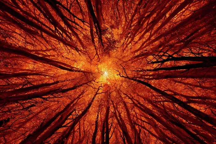 Framed Print : Dramatic exposure of tree tops in a forest seen from a worm's-eye view, Speulderbos, Gelderland, The Netherlands