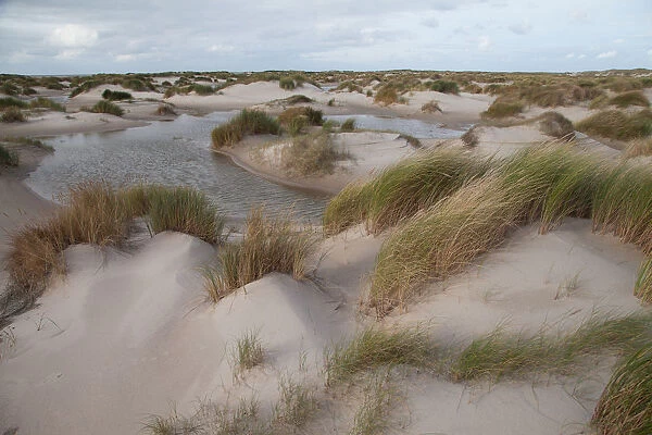 Dune landscape of hors, Hors, Noord-Holland, Netherlands