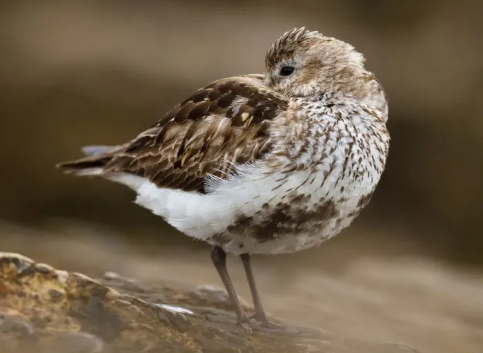 Framed Print : Dunlin (Calidris alpina), Asturias, Spain Framed Print : Dunlin (Calidris alpina), Asturias, Spain