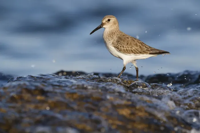 Framed Print : Dunlin (Calidris alpina), Asturias, Spain Framed Print : Dunlin (Calidris alpina), Asturias, Spain