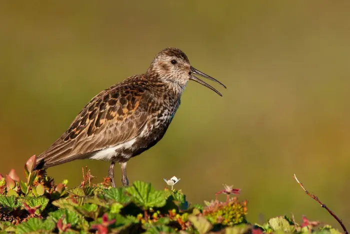 Framed Print : Dunlin (Calidris alpina) calling, Finnmark, Norway Framed Print : Dunlin (Calidris alpina) calling, Finnmark, Norway