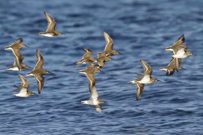 Framed Print : Dunlin (Calidris alpina) flying, British Columbia, Canada Framed Print : Dunlin (Calidris alpina) flying, British Columbia, Canada
