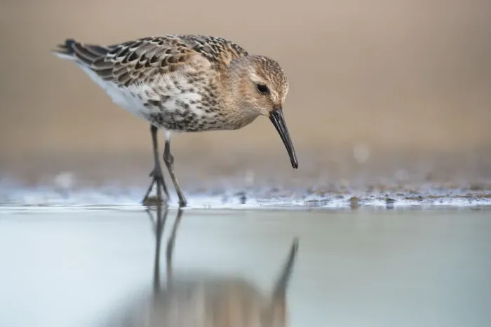 Framed Print : Dunlin (Calidris alpina) foraging, Mecklenburg-Western Pomerania, Germany Framed Print : Dunlin (Calidris alpina) foraging, Mecklenburg-Western Pomerania, Germany