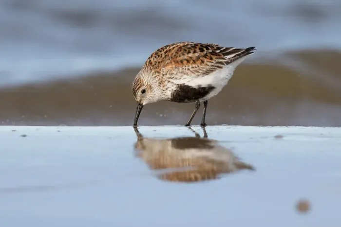 Framed Print : Dunlin (Calidris alpina) foraging along the shoreline, Texel, The Netherlands Framed Print : Dunlin (Calidris alpina) foraging along the shoreline, Texel, The Netherlands
