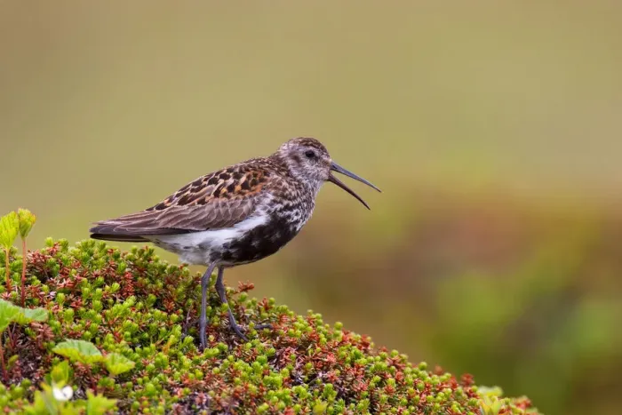 Framed Print : Dunlin (Calidris alpina), Varanger, Norway Framed Print : Dunlin (Calidris alpina), Varanger, Norway