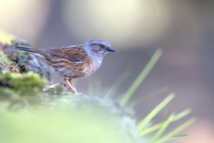 Framed Print : Dunnock (Prunella modularis) adult, perched on a branch, Veluwe, The Netherlands Framed Print : Dunnock (Prunella modularis) adult, perched on a branch, Veluwe, The Netherlands
