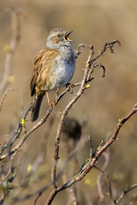 Framed Print : Dunnock (Prunella modularis) singing, Noord-Holland, The Netherlands