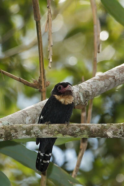 Dusky Broadbill (Corydon sumatranus), Frasers Hill, Malaysia