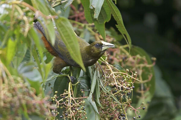 Dusky-green Oropendola (Psarocolius atrovirens), Manu National Park, Peru