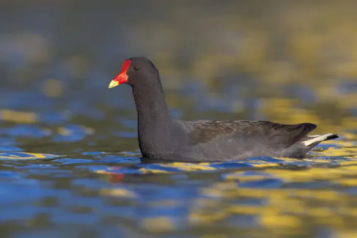 Framed Print : Dusky Moorhen (Gallinula tenebrosa), Victoria, Australia Framed Print : Dusky Moorhen (Gallinula tenebrosa), Victoria, Australia