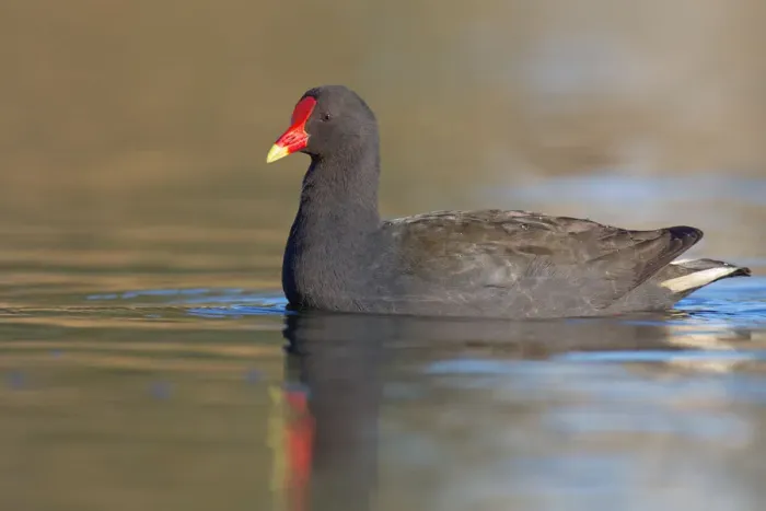 Framed Print : Dusky Moorhen (Gallinula tenebrosa), Australia