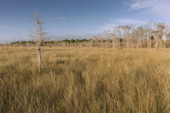 Framed Print : Dwarf Cypress (Taxodium sp) and Pine (Pinus sp) trees in grassland, Everglades National Park