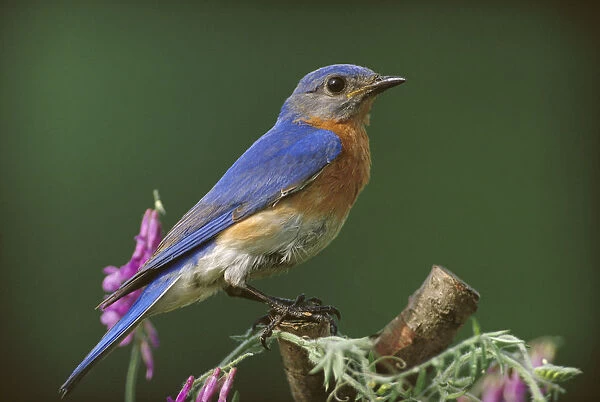 Eastern Bluebird (Sialia sialis) male, Ontario, Canada