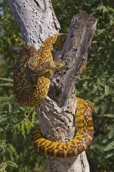 Eastern Glossy Snake (Arizona elegans) in tree, Arizona