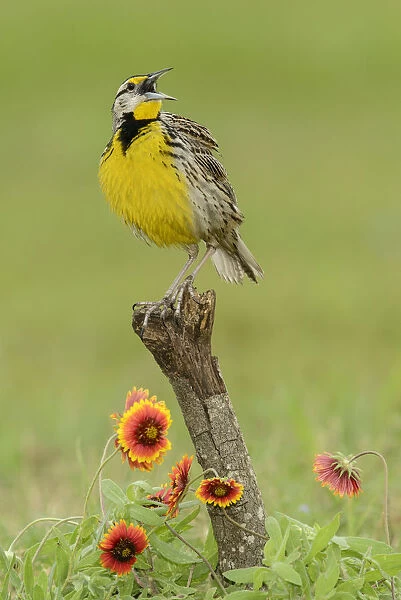 Eastern Meadowlark (Sturnella magna) male singing, Texas, USA