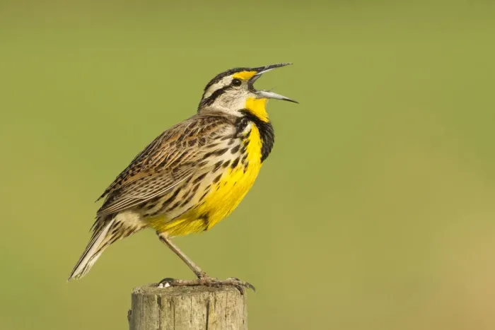 Framed Print : Eastern Meadowlark (Sturnella magna), Florida, USA Framed Print : Eastern Meadowlark (Sturnella magna), Florida, USA