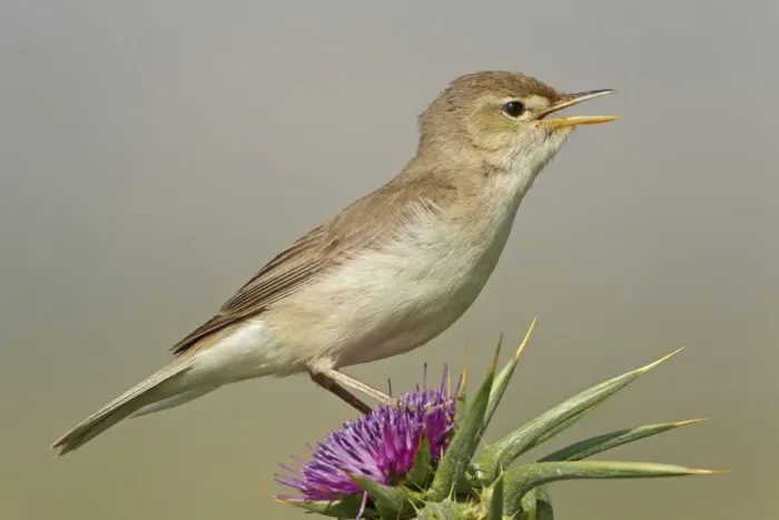 Framed Print : Eastern Olivaceous Warbler (Iduna pallida) singing, Lesvos, Greece