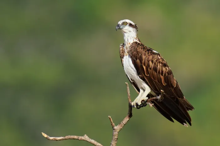 Framed Print : Eastern Osprey (Pandion cristatus), Queensland, Australia Framed Print : Eastern Osprey (Pandion cristatus), Queensland, Australia
