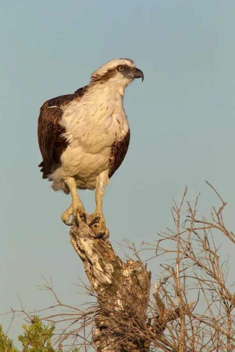 Framed Print : Eastern Osprey (Pandion cristatus), Western Australia, Australia