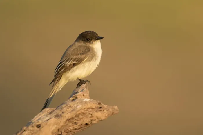 Framed Print : Eastern Phoebe (Sayornis phoebe), Texas, USA