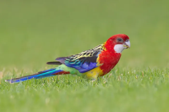 Framed Print : Eastern Rosella (Platycercus eximius), South Australia, Australia Framed Print : Eastern Rosella (Platycercus eximius), South Australia, Australia