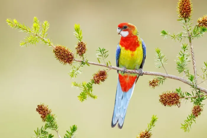 Framed Print : Eastern Rosella (Platycercus eximius) female, Victoria, Australia Framed Print : Eastern Rosella (Platycercus eximius) female, Victoria, Australia
