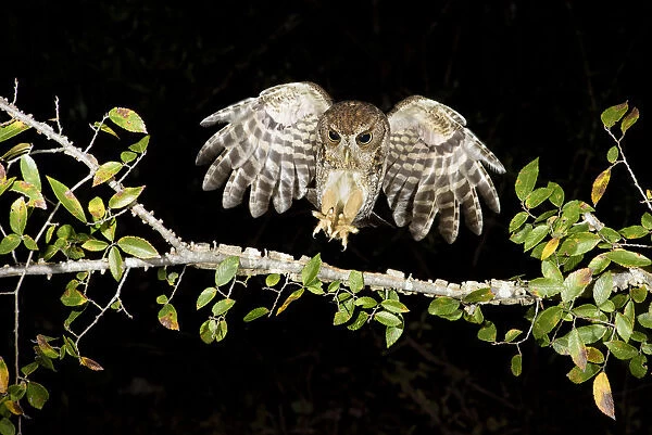 Eastern Screech Owl (Megascops asio) flying, Texas, USA