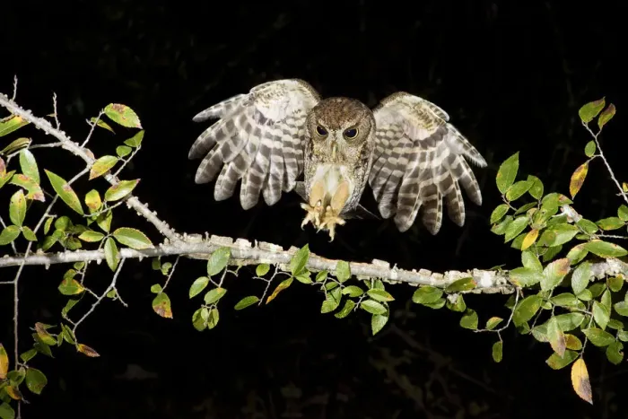Framed Print : Eastern Screech Owl (Megascops asio) flying, Texas, USA Framed Print : Eastern Screech Owl (Megascops asio) flying, Texas, USA
