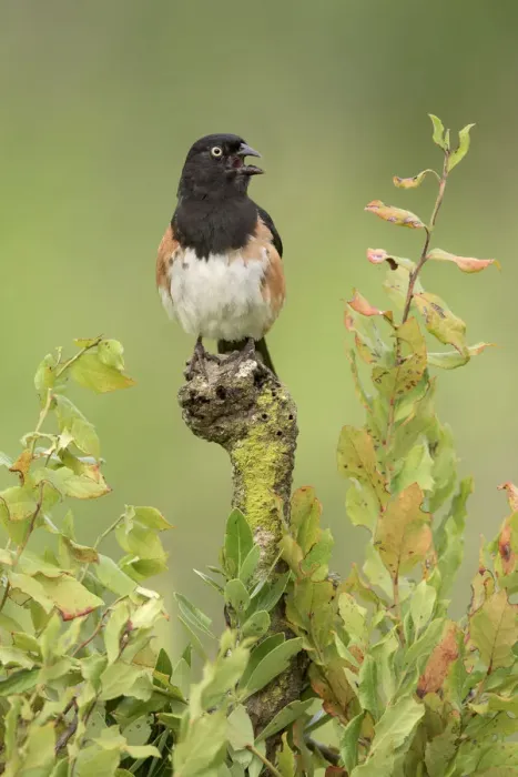 Framed Print : Eastern Towhee (Pipilo erythrophthalmus) male singing, Florida, USA Framed Print : Eastern Towhee (Pipilo erythrophthalmus) male singing, Florida, USA
