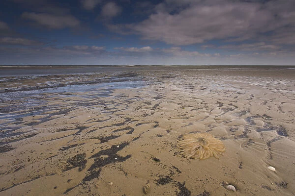 egg cords of European Squid (Loligo vulgaris) on the beach, The Netherlands