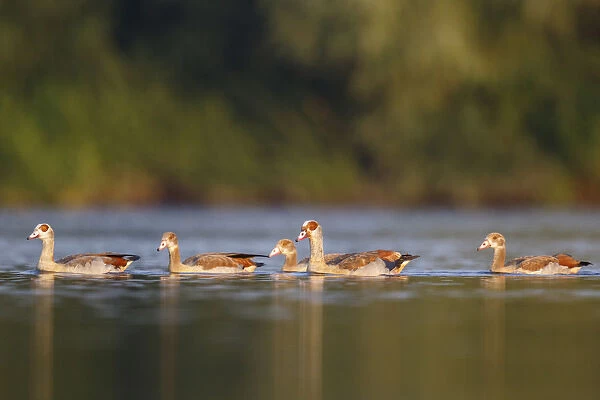 Egyptian Goose (Alopochen aegyptiaca) pair with young on water, North Rhine-Westphalia
